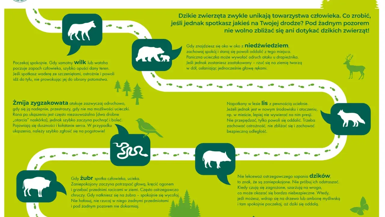 Dzikie zwierzęta w Polsce: wilk, niedźwiedź, żmija, lis, żubr, dzik. Zachowaj dystans, nie dokarmiaj, nie prowokuj.