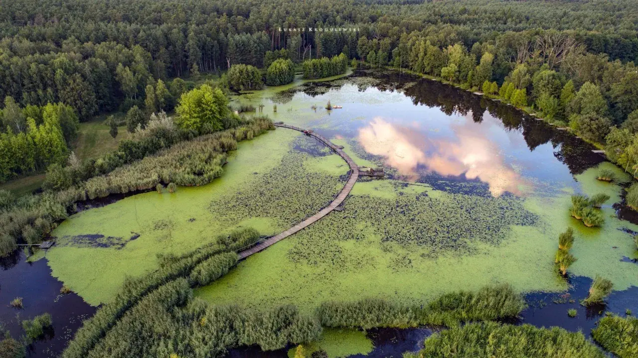 Drewniana kładka wije się pośród zielonych wód, prowadząc do serca największego arboretum w Polsce.