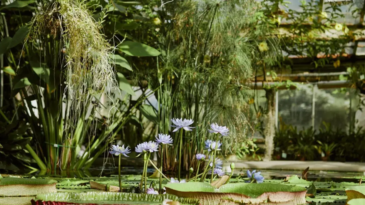 Wodne lilie i papirusy w szklarni, jeden z najpiękniejszych ogrodów botanicznych w Polsce.