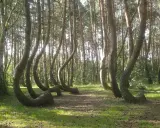 Niezwykłe, krzywe drzewa w Polsce tworzą magiczny las. Ich pnie wyginają się pod dziwnymi kątami, jakby tańczyły.