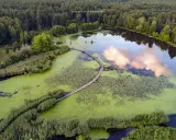 Drewniana kładka wije się pośród zielonych wód, prowadząc do serca największego arboretum w Polsce.