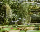 Wodne lilie i papirusy w szklarni, jeden z najpiękniejszych ogrodów botanicznych w Polsce.