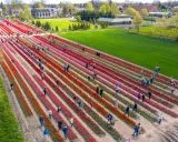 Wiosna w pełni! Ogromny **pole tulipanów Gdańsk** zachwyca kolorami. Ludzie spacerują między rzędami czerwonych i różowych kwiatów.