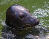 Foka wynurza łeb z zielonej wody w fokarium w Ustce. Jej błyszczące futro odbija światło, a wąsy drgają.