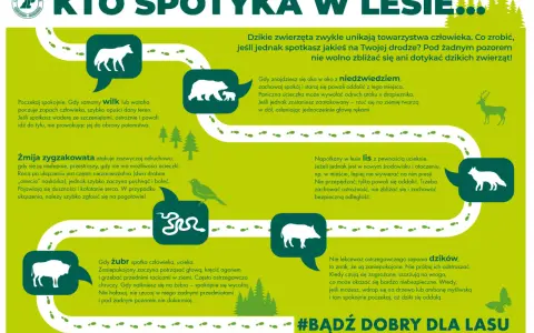 Dzikie zwierzęta w Polsce: wilk, niedźwiedź, żmija, lis, żubr, dzik. Zachowaj dystans, nie dokarmiaj, nie prowokuj.