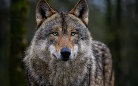 Wilk, jedno z rzadkich zwierząt w Polsce, spogląda z gęstego lasu. Jego oczy błyszczą w półmroku, a futro mieni się odcieniami szarości i brązu.