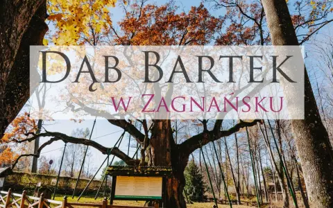 Dąb Bartek w Zagnańsku, jeden z najstarszych i najsłynniejszych dębów w Polsce. Poznaj jego fascynujące ciekawostki!