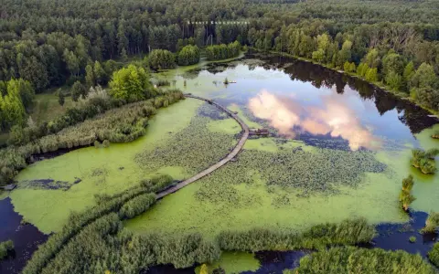 Drewniana kładka wije się pośród zielonych wód, prowadząc do serca największego arboretum w Polsce.