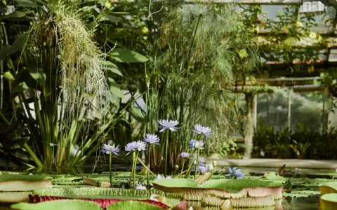 Wodne lilie i papirusy w szklarni, jeden z najpiękniejszych ogrodów botanicznych w Polsce.