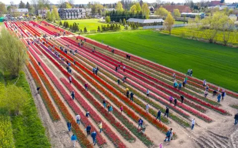 Wiosna w pełni! Ogromny **pole tulipanów Gdańsk** zachwyca kolorami. Ludzie spacerują między rzędami czerwonych i różowych kwiatów.