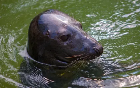 Foka wynurza łeb z zielonej wody w fokarium w Ustce. Jej błyszczące futro odbija światło, a wąsy drgają.