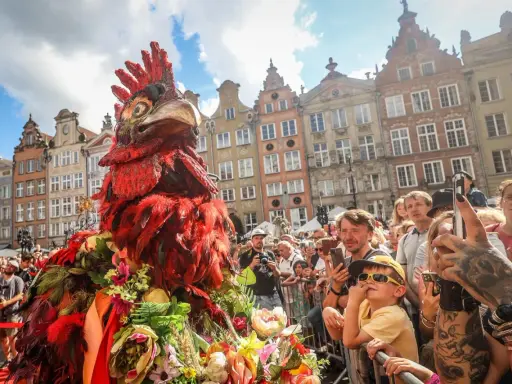 Kolorowy kogut na Jarmarku Dominikańskim w Gdańsku, tłum ludzi z aparatami, piękne kamienice w tle.