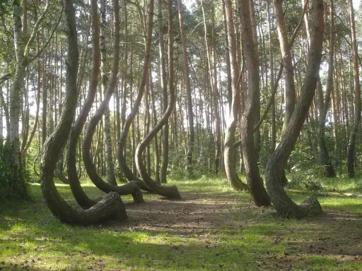 Niezwykłe, krzywe drzewa w Polsce tworzą magiczny las. Ich pnie wyginają się pod dziwnymi kątami, jakby tańczyły.