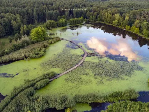 Drewniana kładka wije się pośród zielonych wód, prowadząc do serca największego arboretum w Polsce.
