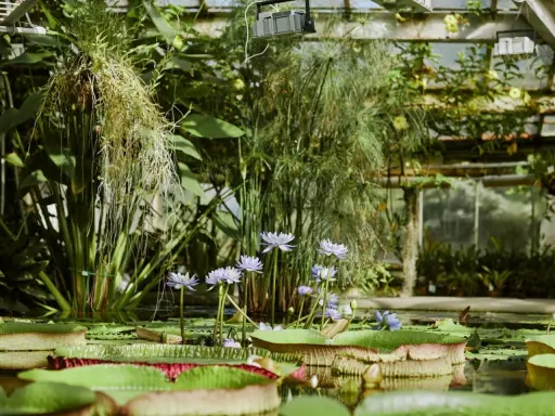 Wodne lilie i papirusy w szklarni, jeden z najpiękniejszych ogrodów botanicznych w Polsce.