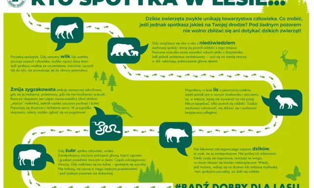 Dzikie zwierzęta w Polsce: wilk, niedźwiedź, żmija, lis, żubr, dzik. Zachowaj dystans, nie dokarmiaj, nie prowokuj.