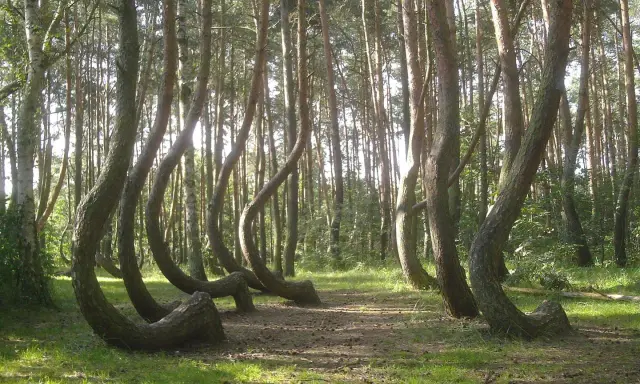 Niezwykłe, krzywe drzewa w Polsce tworzą magiczny las. Ich pnie wyginają się pod dziwnymi kątami, jakby tańczyły.