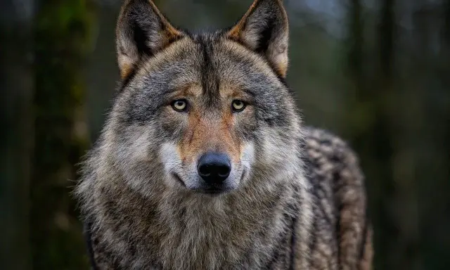 Wilk, jedno z rzadkich zwierząt w Polsce, spogląda z gęstego lasu. Jego oczy błyszczą w półmroku, a futro mieni się odcieniami szarości i brązu.