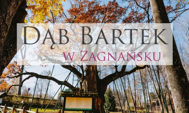 Dąb Bartek w Zagnańsku, jeden z najstarszych i najsłynniejszych dębów w Polsce. Poznaj jego fascynujące ciekawostki!
