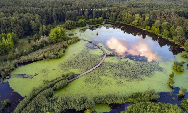 Drewniana kładka wije się pośród zielonych wód, prowadząc do serca największego arboretum w Polsce.