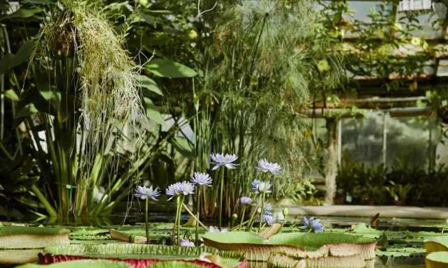 Wodne lilie i papirusy w szklarni, jeden z najpiękniejszych ogrodów botanicznych w Polsce.