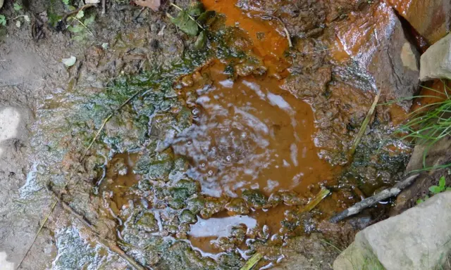 Mofeta w Jastrzębiku, gdzie ziemia bulgocze, a woda ma rdzawy odcień. Wokół błoto i zielone glony.