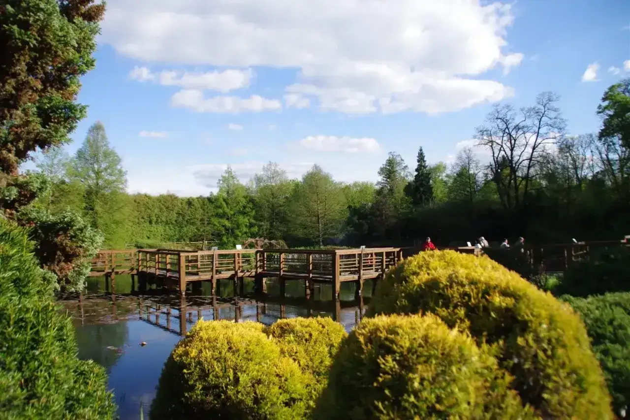 Drewniany pomost nad stawem w największym arboretum w Polsce. Wiosenna zieleń i błękitne niebo.
