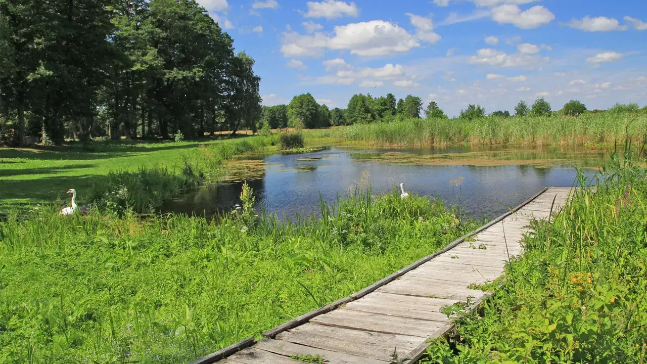 Spokojne podlasie atrakcje: łabędzie na stawie, drewniany pomost wśr&oacute;d zieleni i błękitne niebo z chmurami.